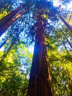 Forest Redwoods