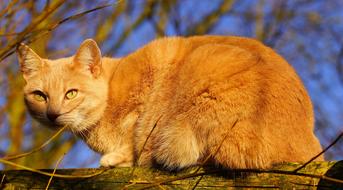 ginger cat on a tree in the garden in the sun
