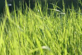 Close-Up Field Grass