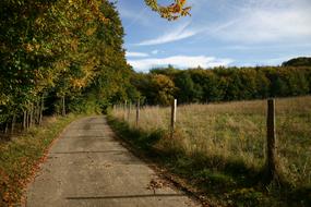 Forest Path Sky