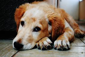 portrait of Adorable Animal Canine