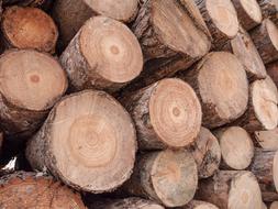 Wood Trunk Carpenter dry