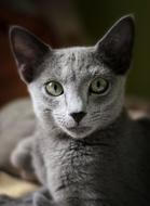 charming Russian Blue cat