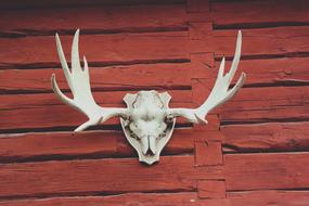moose skull on red wooden fence