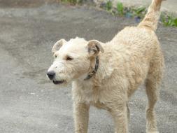 white dog with collar outdoors