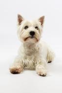photo of west highland terrier on a white background