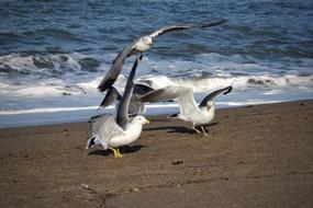 seagulls on a sandy beach by the sea