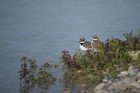 Colorful plover birds on the pond