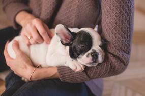 small Bulldog Canine