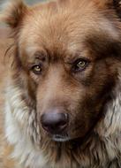 big golden dog with brown eyes