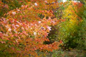 Autumn Foliage Leaves