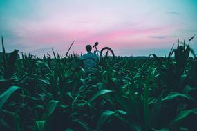 Bicycle Bike Cropland