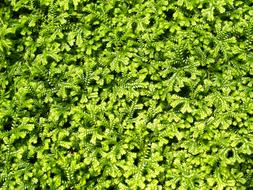 Background Bright Close green grass drawing