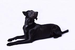 gorgeous Black Labrador