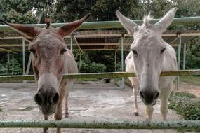 incredible Donkeys