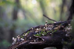 Mushroom Nature Autumn