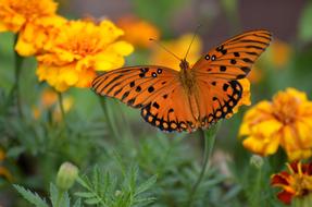 closeup view of Gulf Fritillary Butterfly Insect