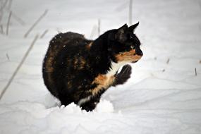 dark cat in deep snow