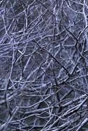 Abstract Branches Forest