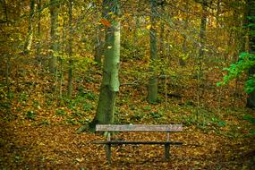 Autumn Nature Trees