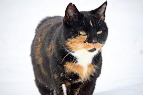 stunningly beautiful Cat Mieze Snow
