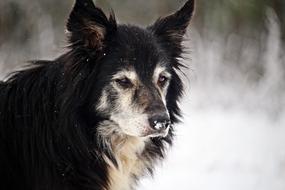 Beautiful and colorful dog among the snow in winter