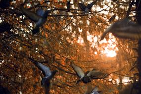 Birds and Light Tree