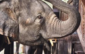 photo of an elephant calf with a raised trunk