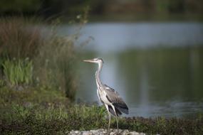 heron by the pond