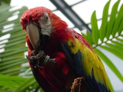 incredible beauty Parrot Plumage