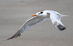 gorgeous Bird Seagull Beach