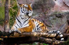 big tiger on wooden logs at the zoo