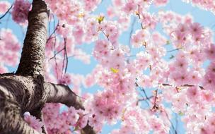 Bloom Blossom Flora