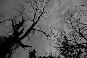 Black And White Silhouettes of Trees