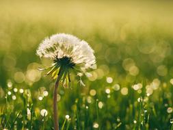 Bloom Blossom Dandelion