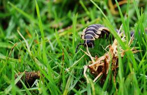 Hundred Feet Insect on the grass close-up on a blurred background