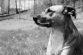 monochrome photo of a dog in a meadow