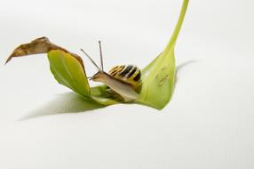 Colorful snail on the green Leaf on white background