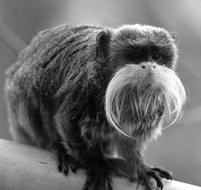 monochrome photo of a monkey with a long mustache