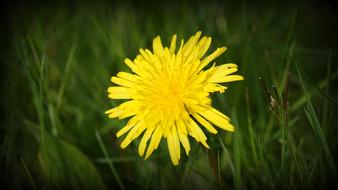 yellow Field Flower in grass