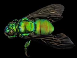 green fly