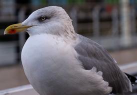 white and gray seagull in freedom