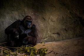 Gorilla sits on floor at stone wall