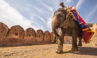 wonderful Animal Elephant Fort
