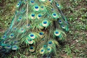 wonderful Peacock Tail Color