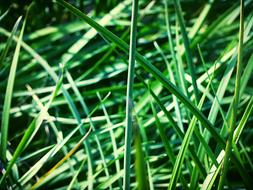 Greens Plants