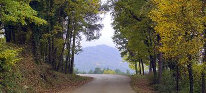 Trail Path Trees