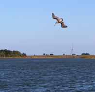 Pelican Diving