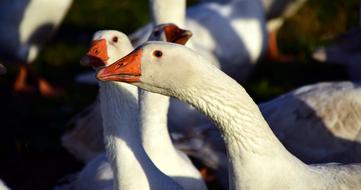 incredible beauty Geese Bird