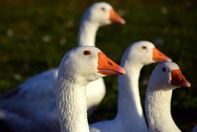 enchanting Geese Schaar